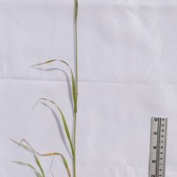 Italian Rye-grass